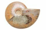 Polished Cretaceous Ammonite (Cleoniceras) Fossil - Madagascar #216060-1